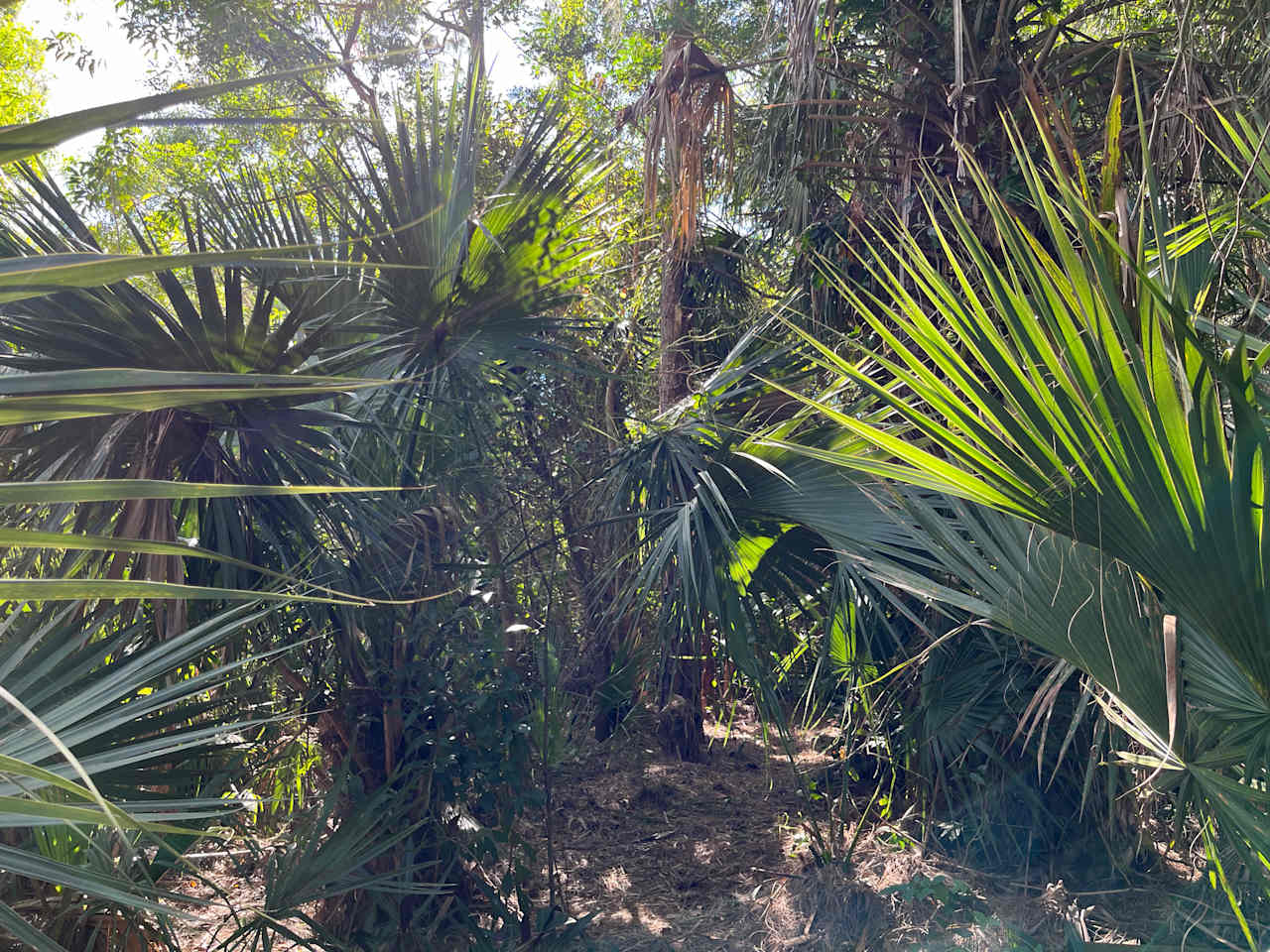 Pathway to campsite 3