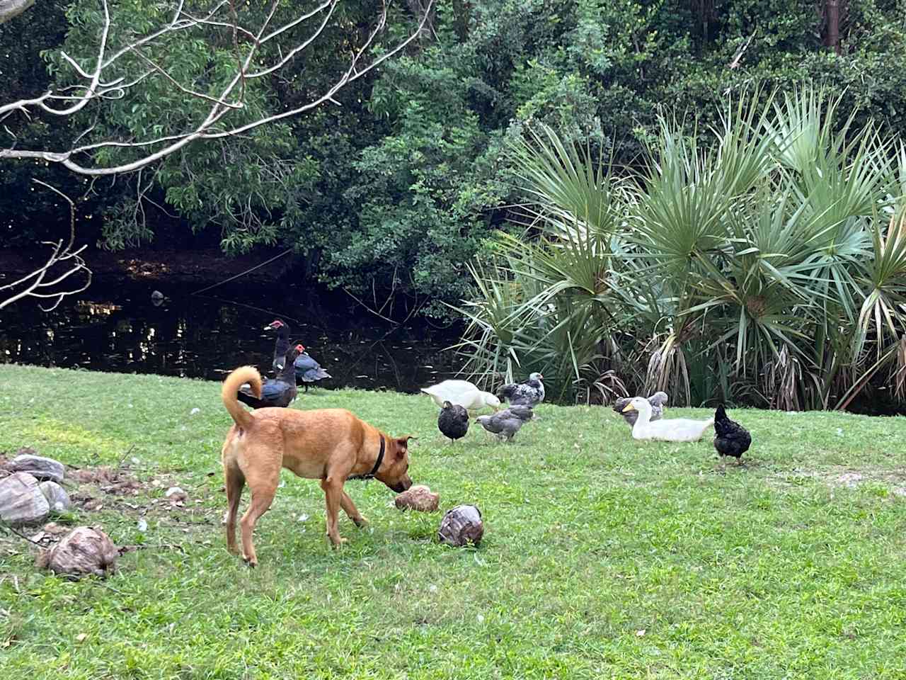 South Florida Permaculture Farm