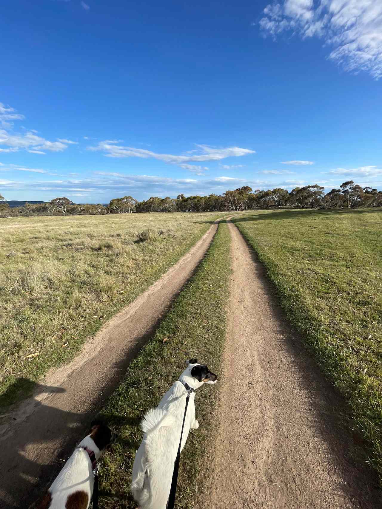 Out running with the dogs 