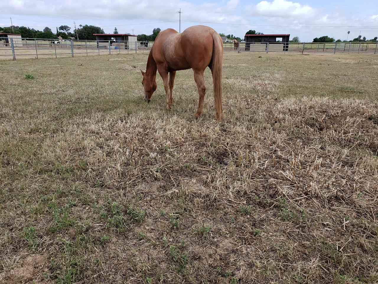 Rural Brentwood Delta Horse Farm