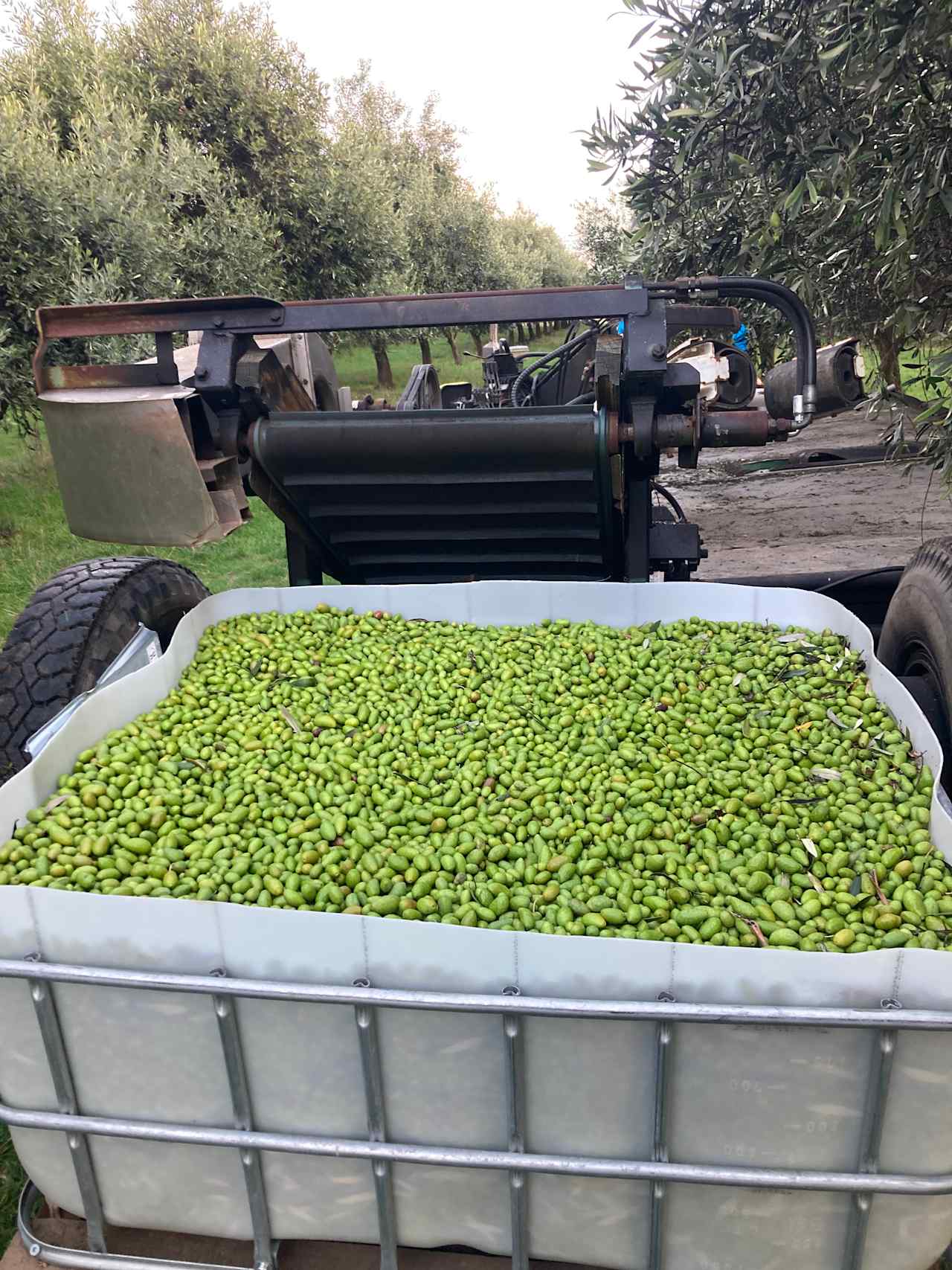 Olive Farm