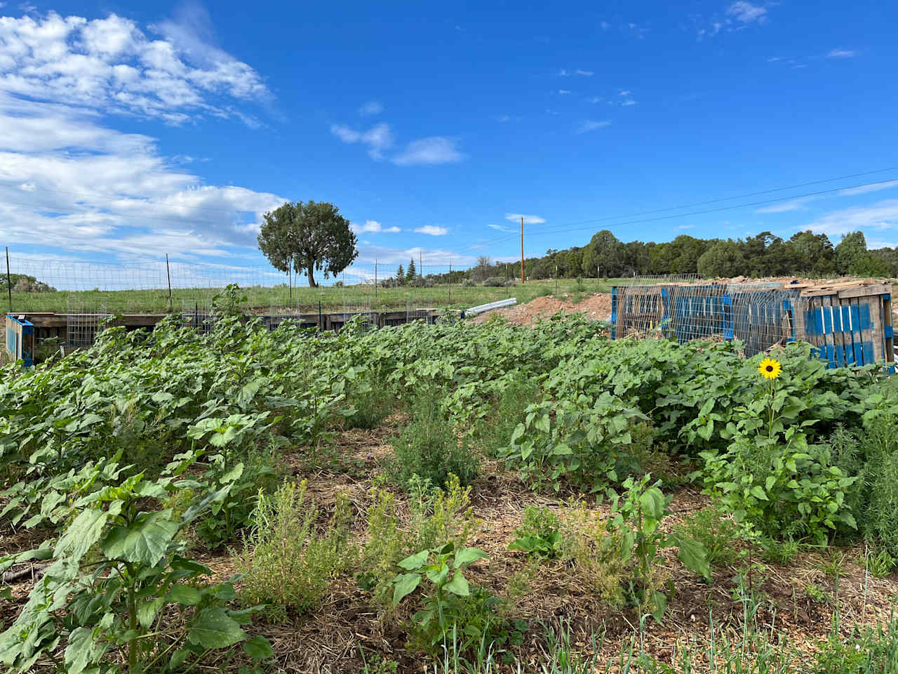 Groundation Farms