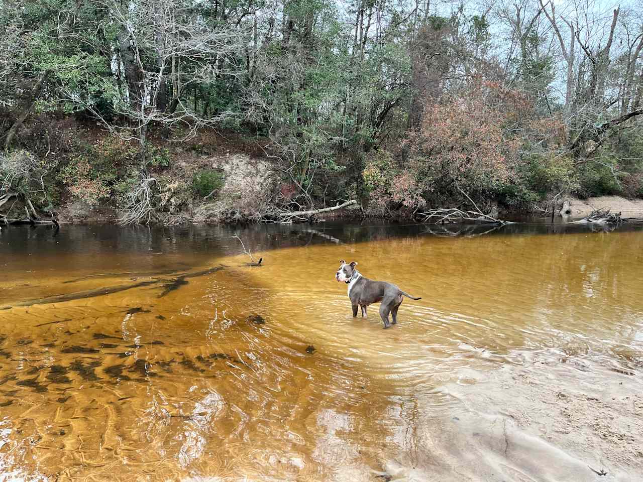 River Life Camping in Alabama