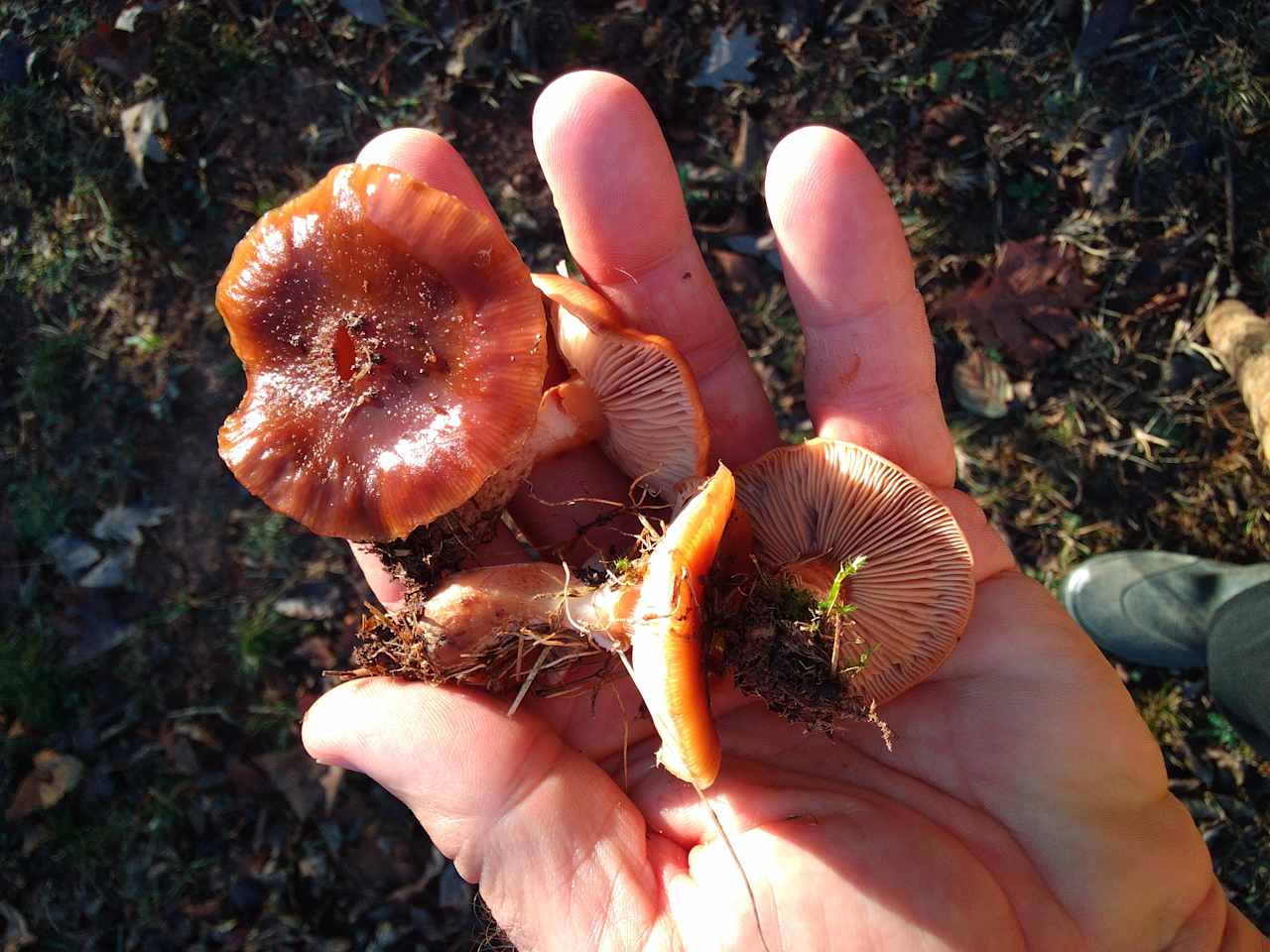 Fall Fungus