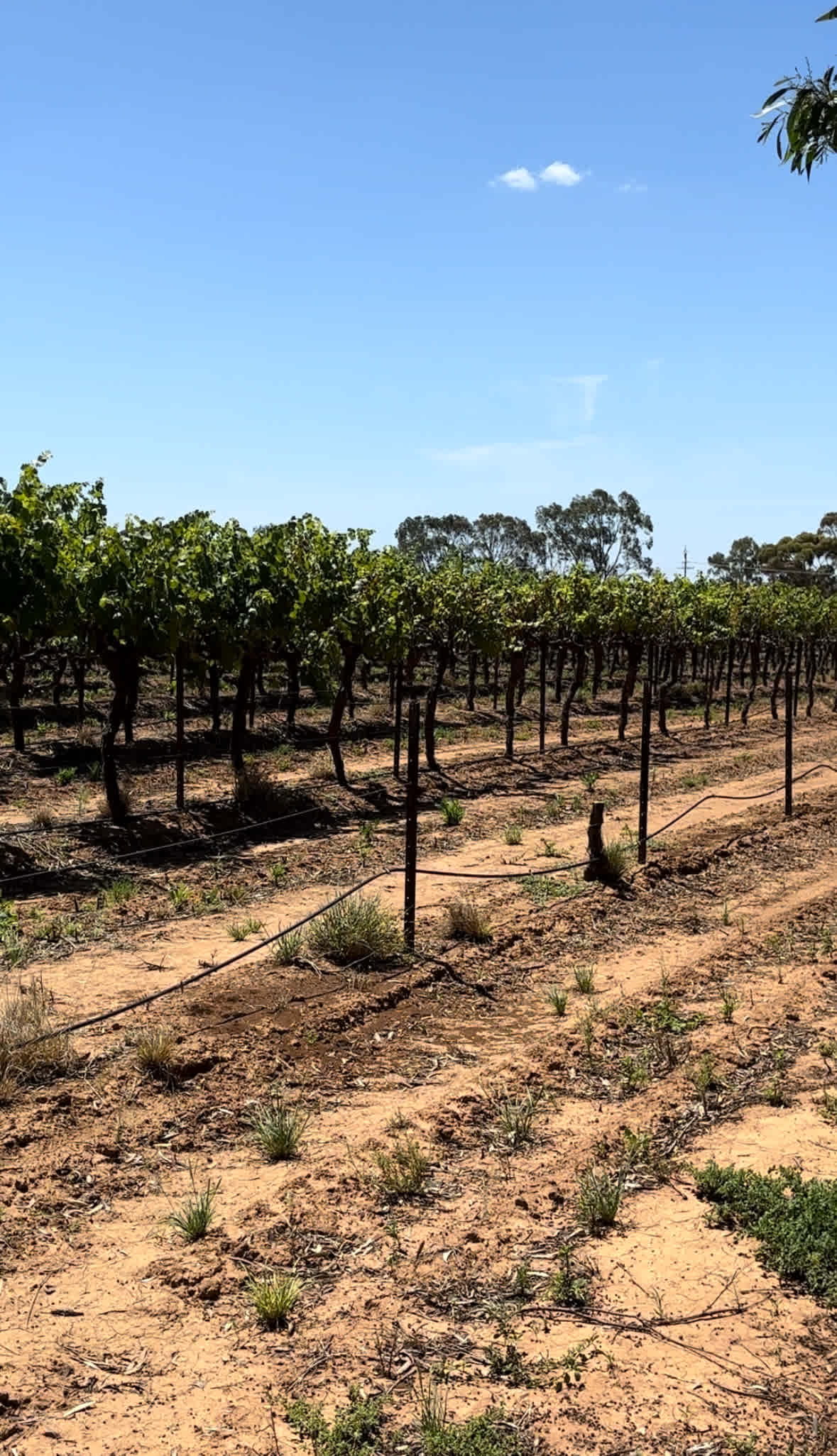 Lewiston Rolling Vineyards