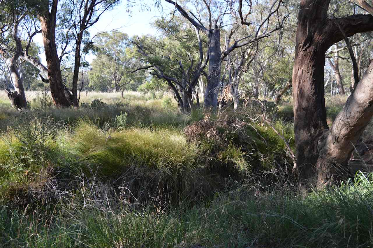 Wendouree Creek Camp