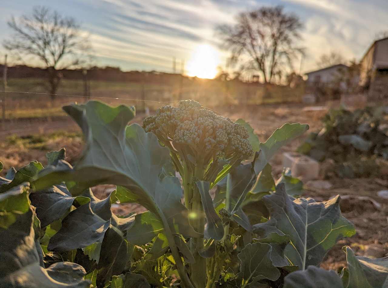 Sunset from the garden