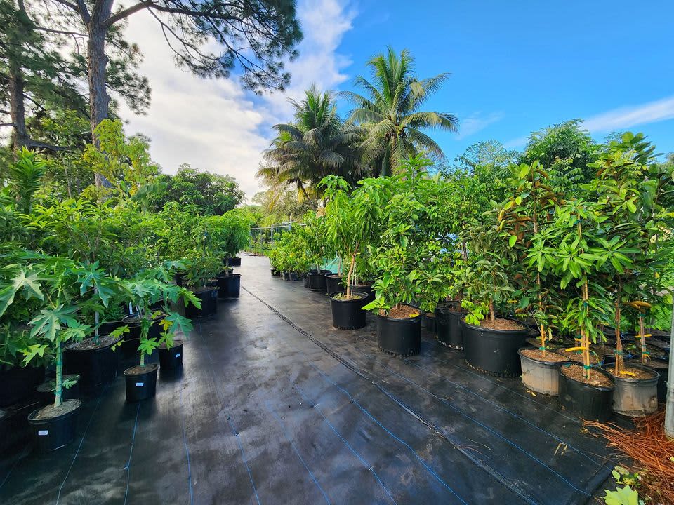 Our tropical fruit tree nursery