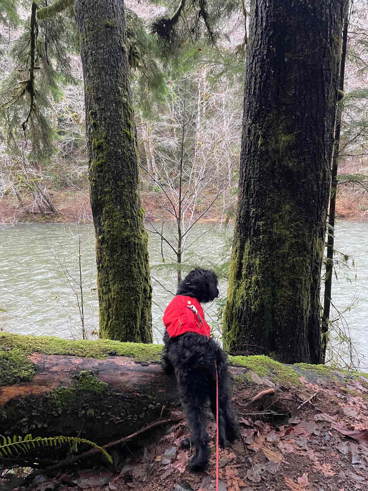 Dawleys SolDuc River Campground