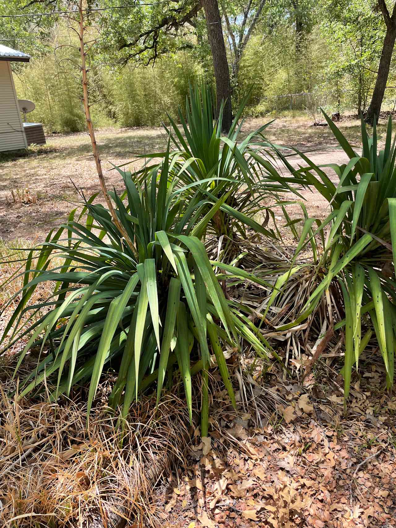 Plants on our property