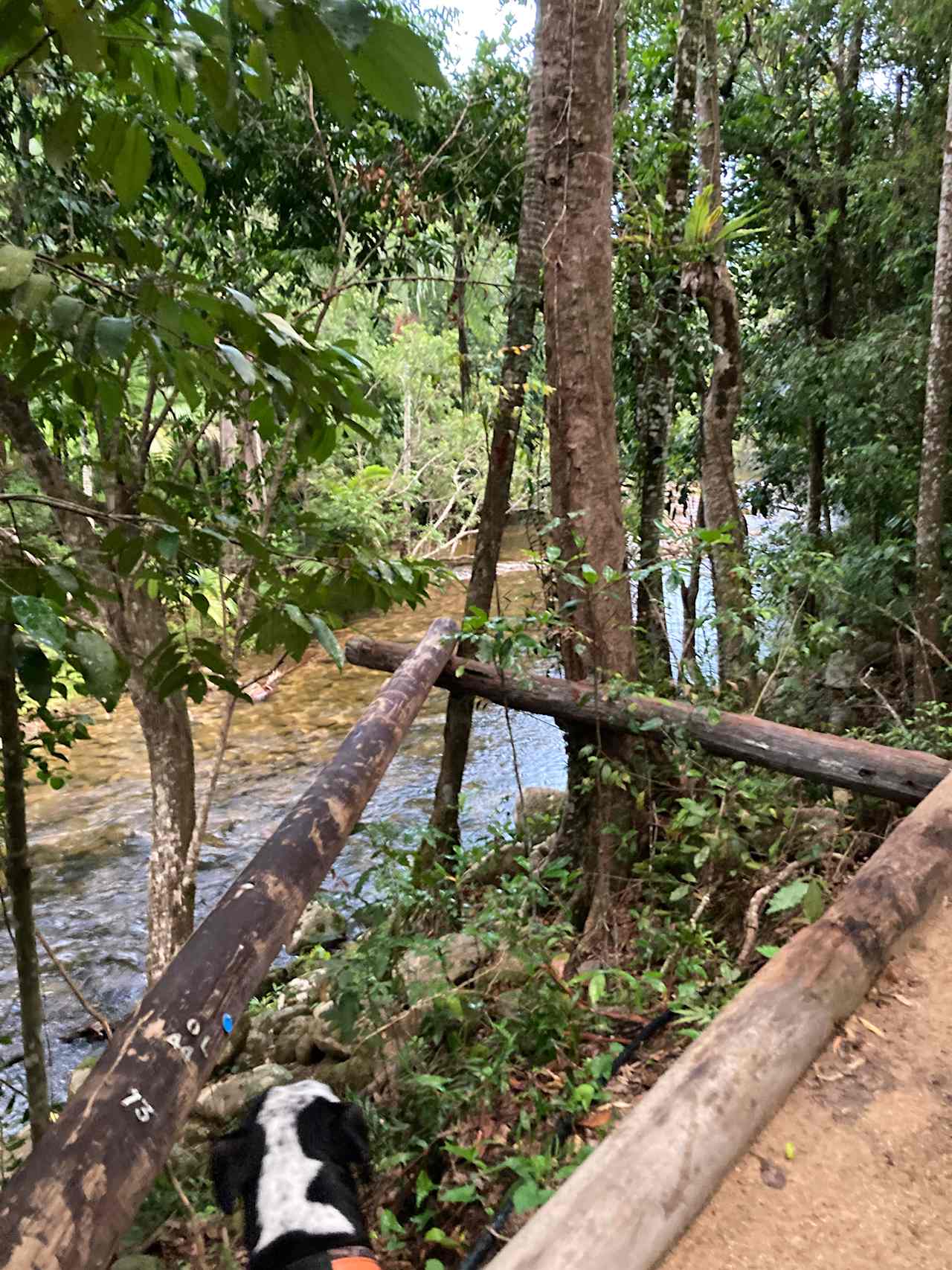 River beside campsite (and my dog’s head)