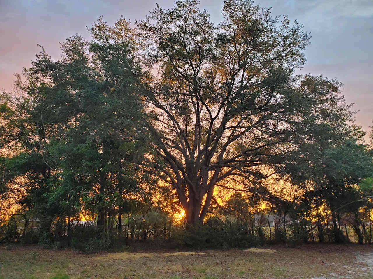 The Nature Coast Beacon