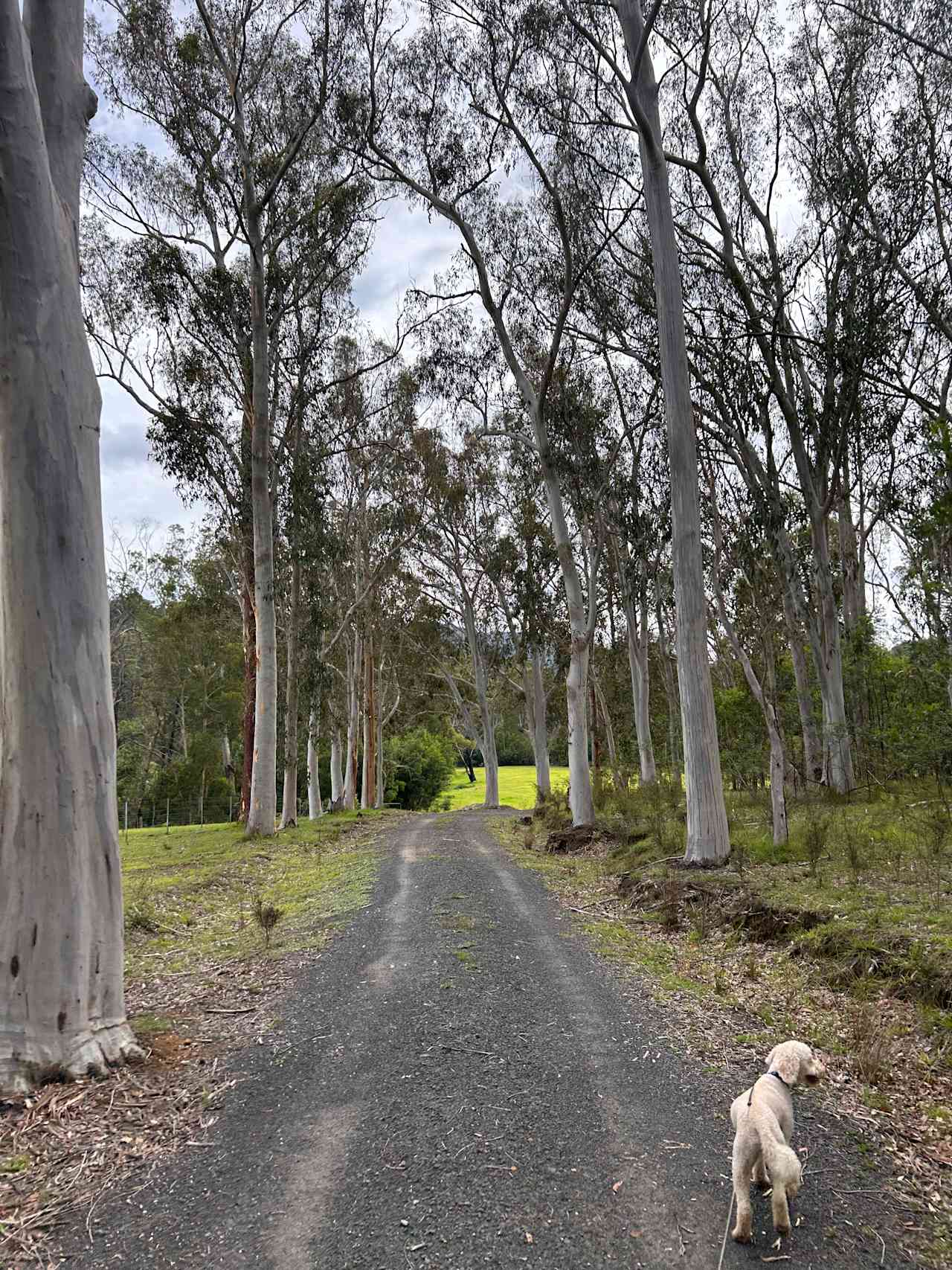 The tree lined road into the property after you enter via the locked gate