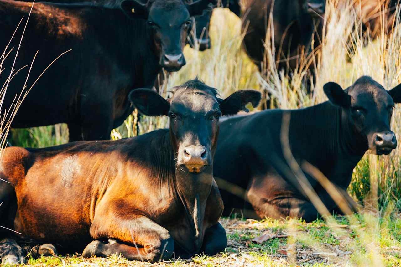 Local farm animals