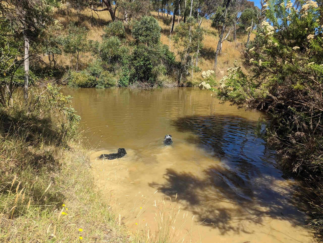 Enjoying a paddle in the dam down near Home Tree site