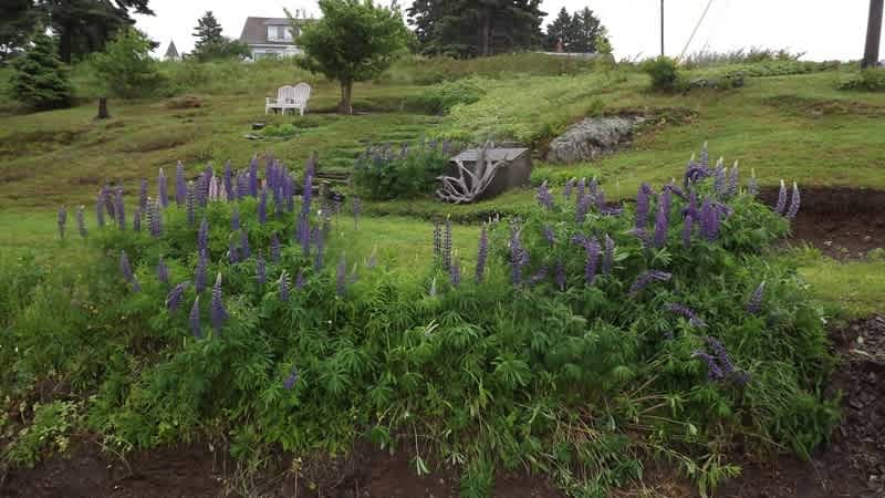 Wild Lupines