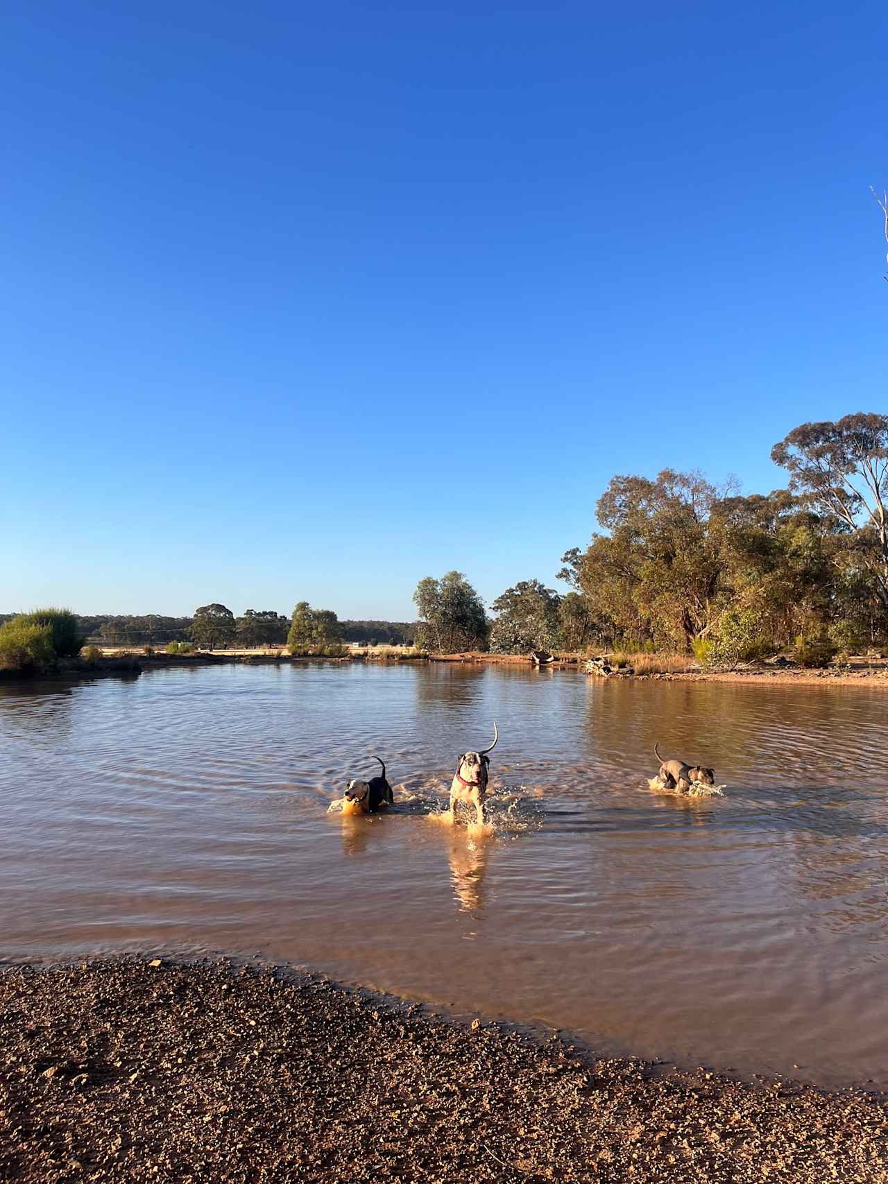 Somerville Park   (Bendigo)