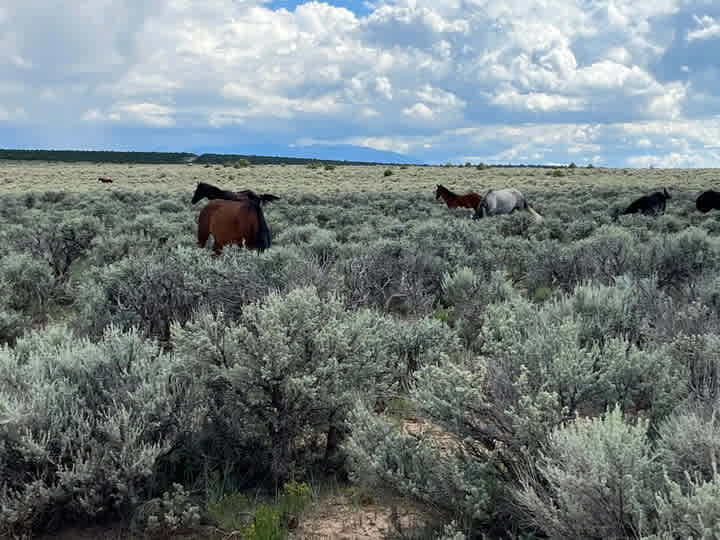 Rio Grande Escape