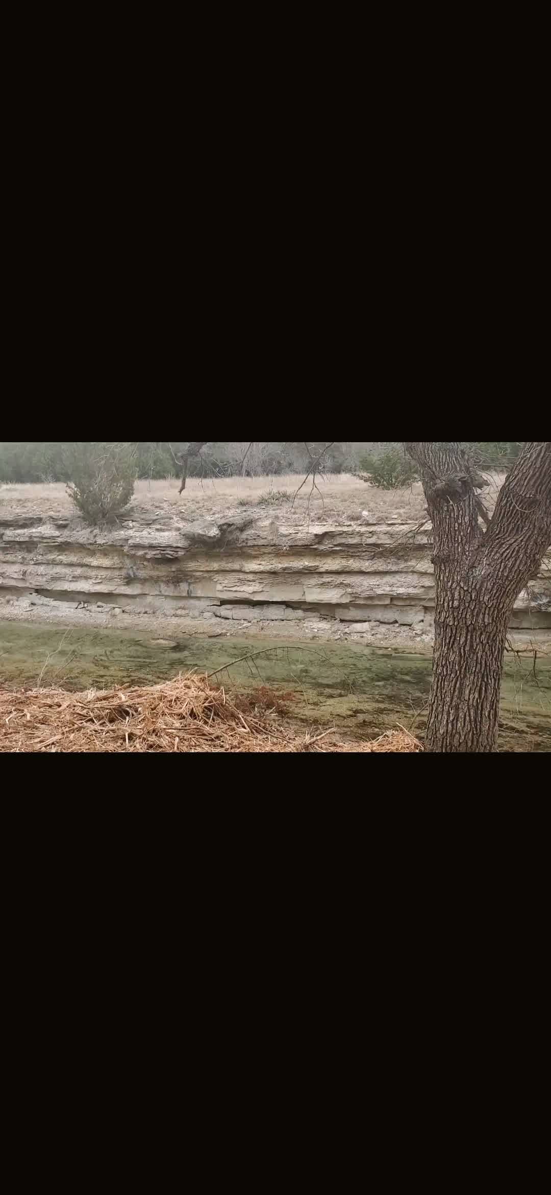 Dry creek bordering the back of the property (doesn't always have water)