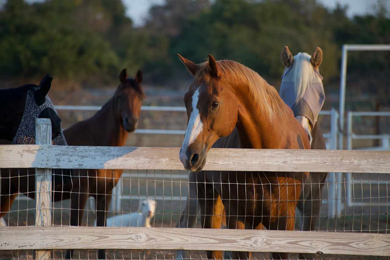 KW Equine Sanctuary and Ranch