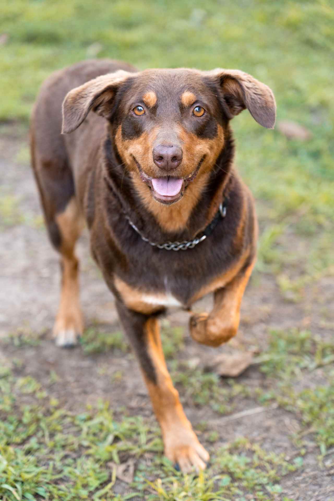 The friendly camp dog