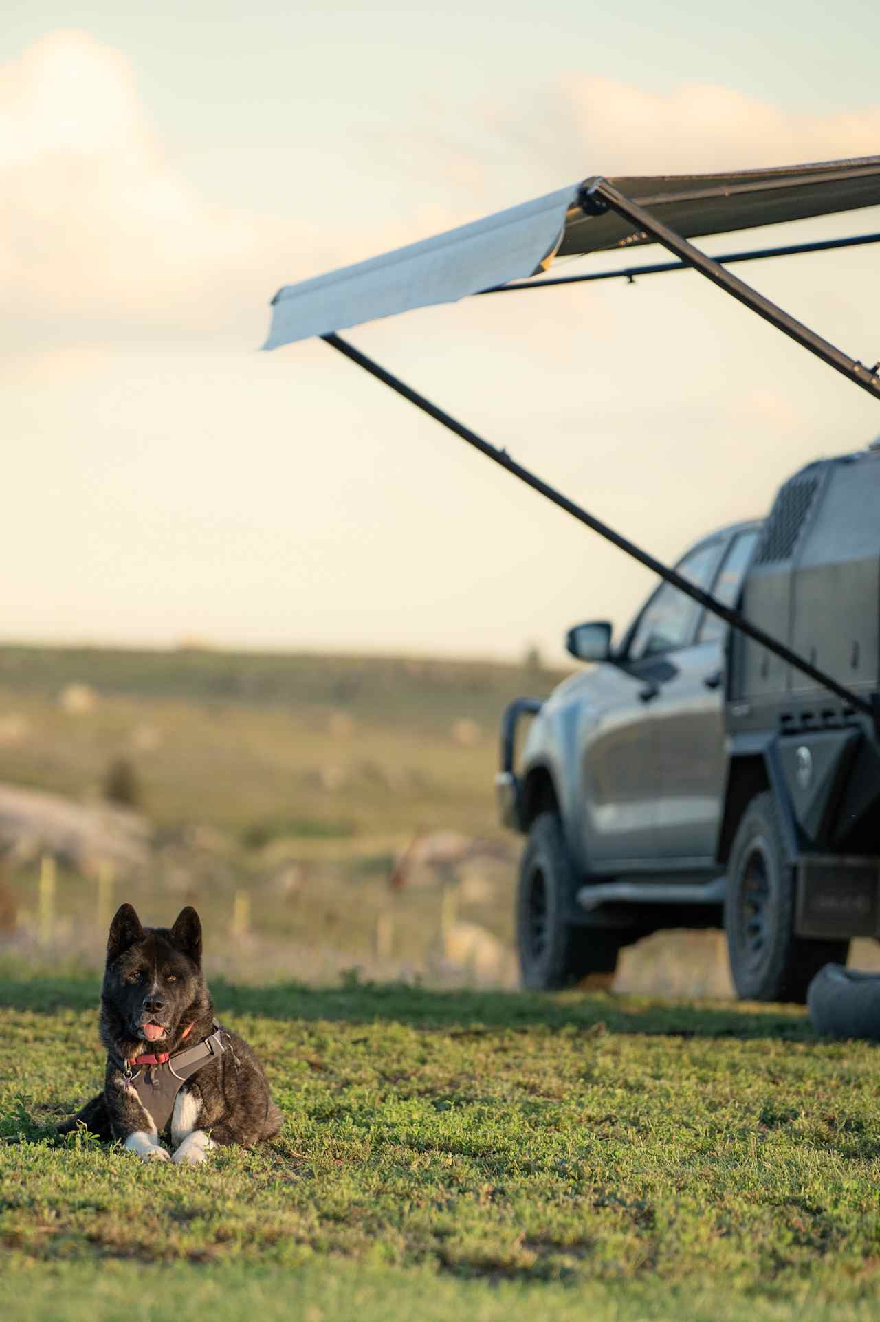 Our dog loved staying at this pet friendly camp