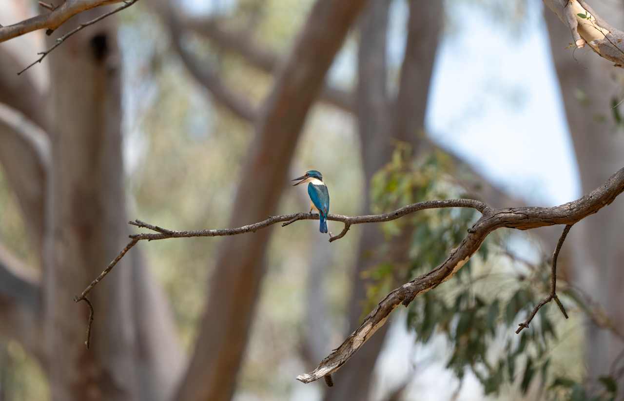 We enjoyed some bird watching from camp