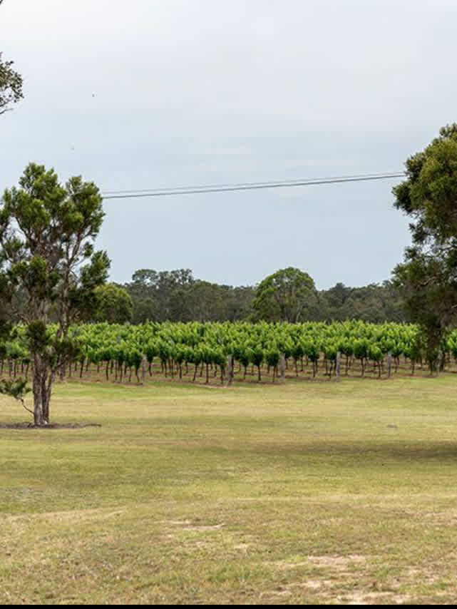 Trinity Vineyard - Hunter Valley