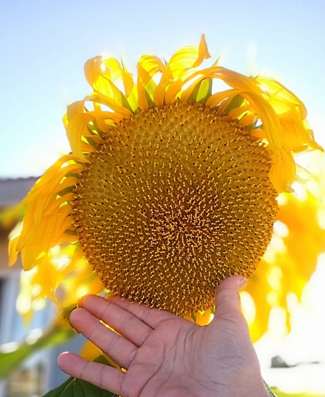 This is one of our goliath sunflowers from the garden. This one reached 6 feet tall.