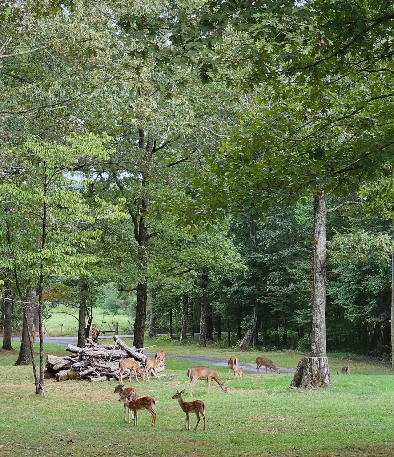 Ouachita Natural