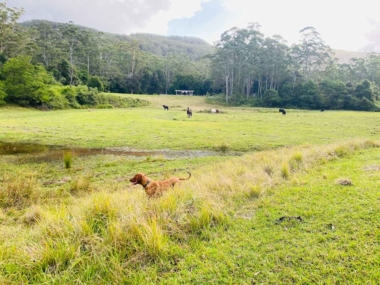 The view across the paddocks to the camping area