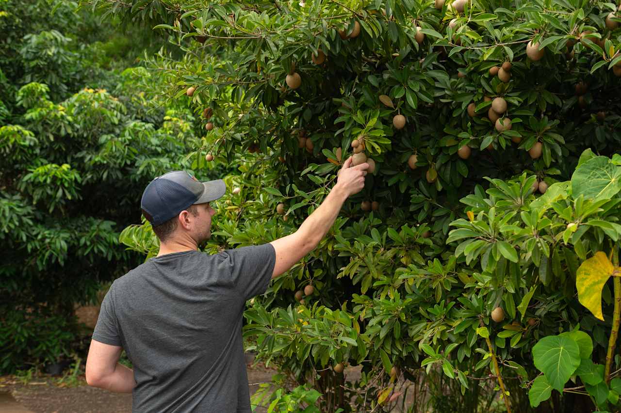 one of many fruit trees