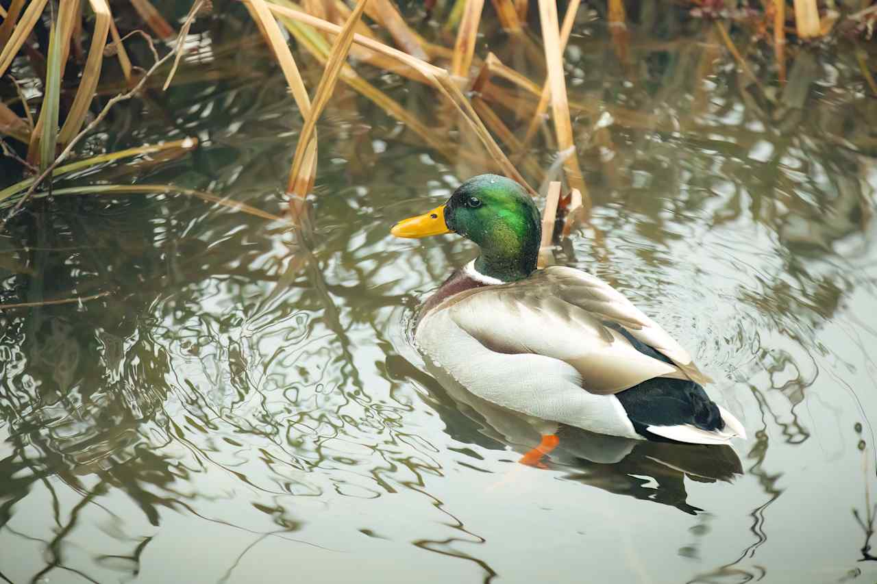 Friendly wildlife just outside the Heron cabin