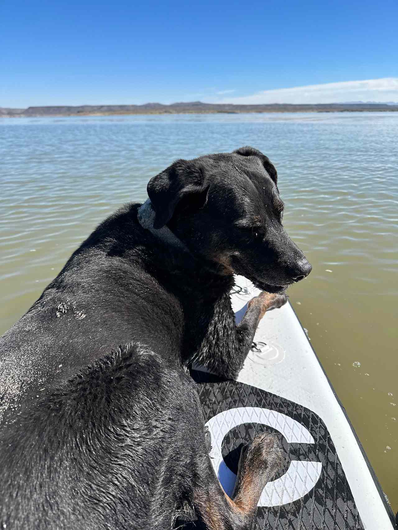 Jake, our resident fur buddy that you may see around.  He's riding on a paddle board at Elephant Butte Lake, about an hour south of the RV Park. 