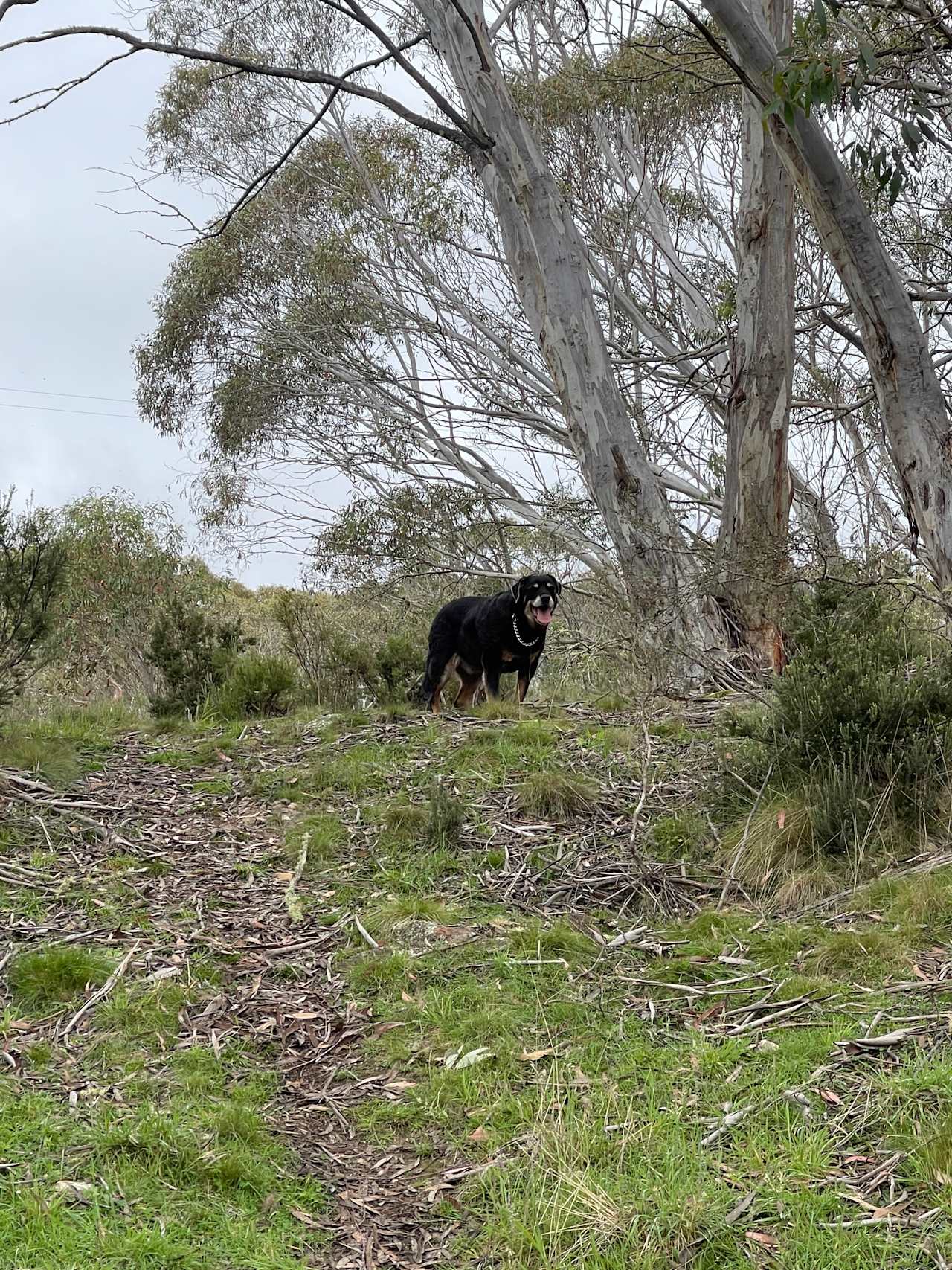 Our old boy on a walk  ❤️