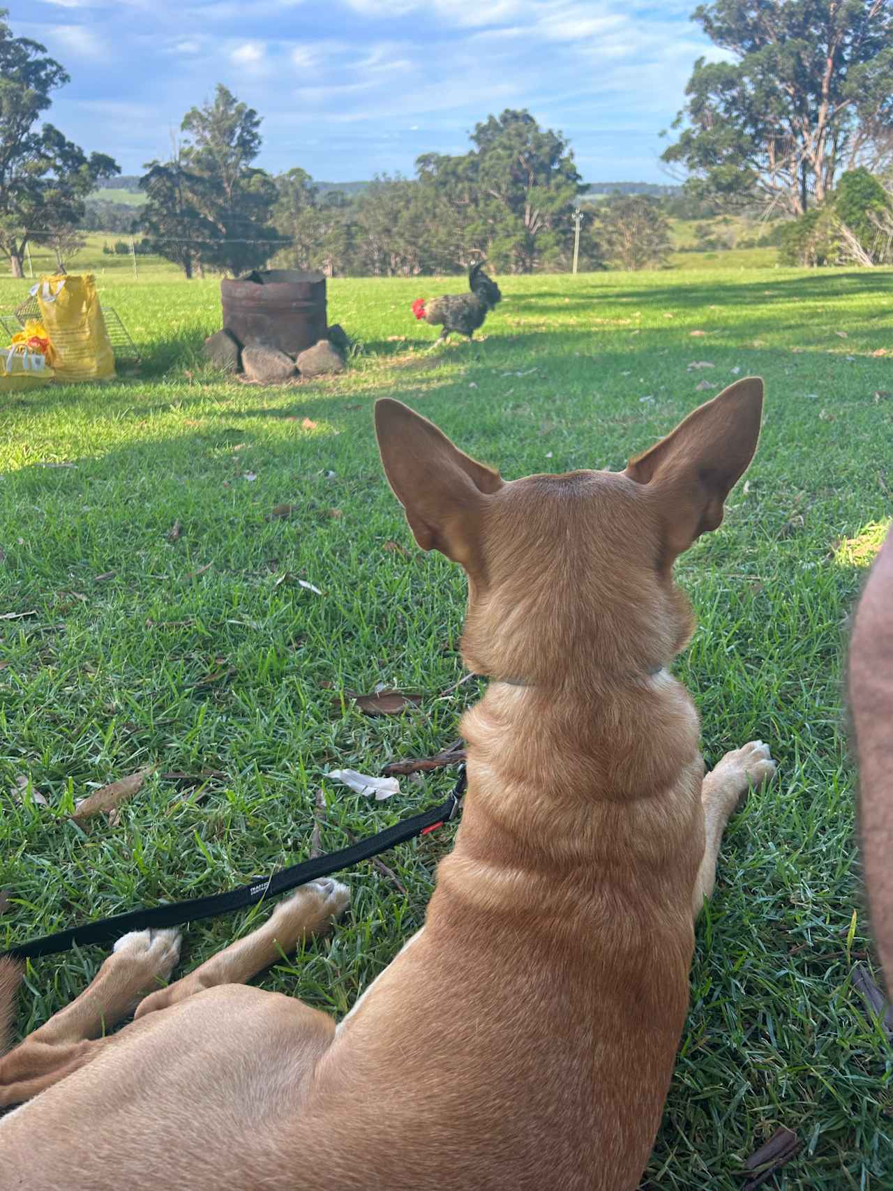 Pet owners, please be aware that chooks may visit your site so it's imperative your dogs are secured and supervised at all times!