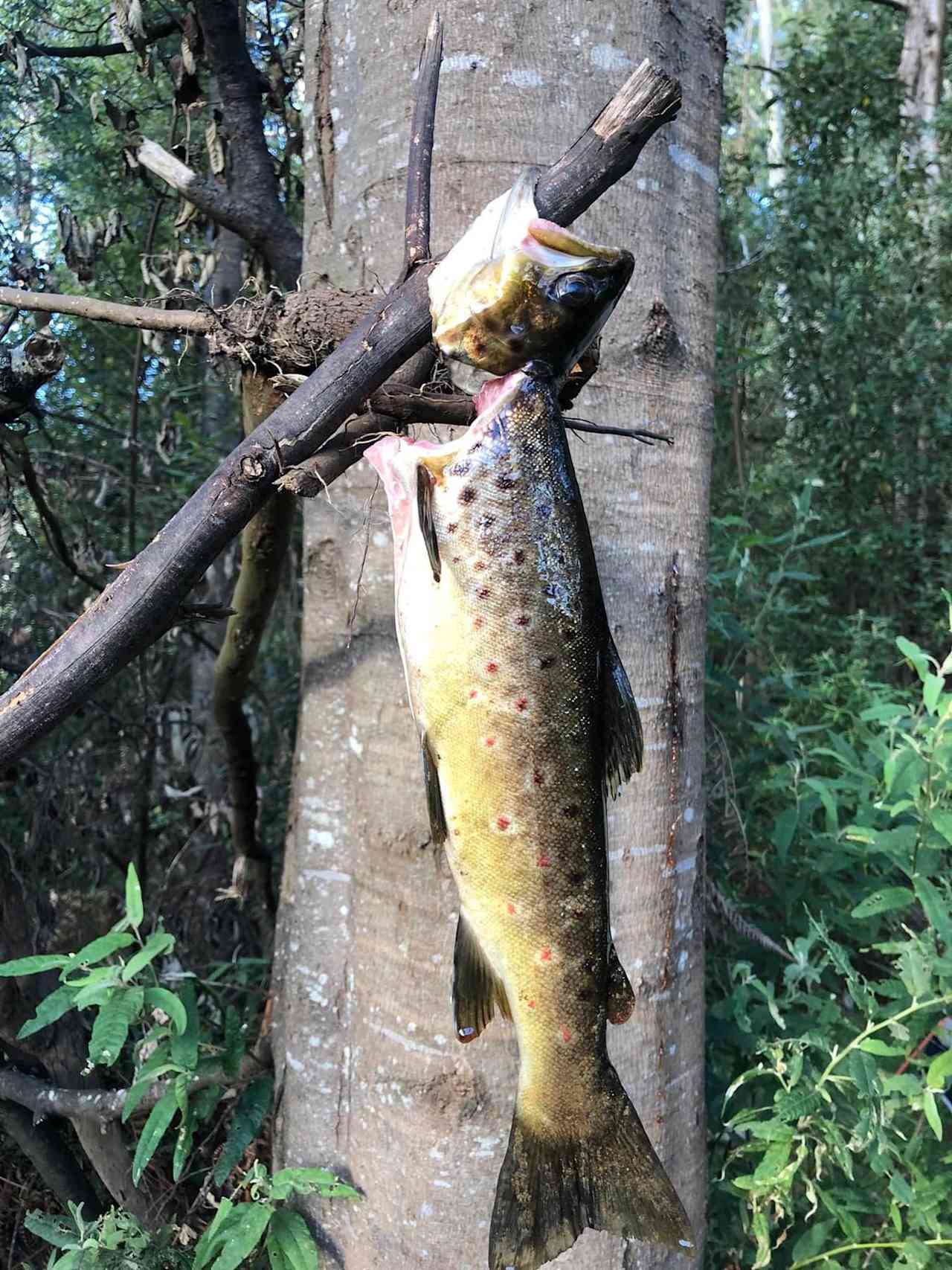 Leven River Camping On Wattle Farm