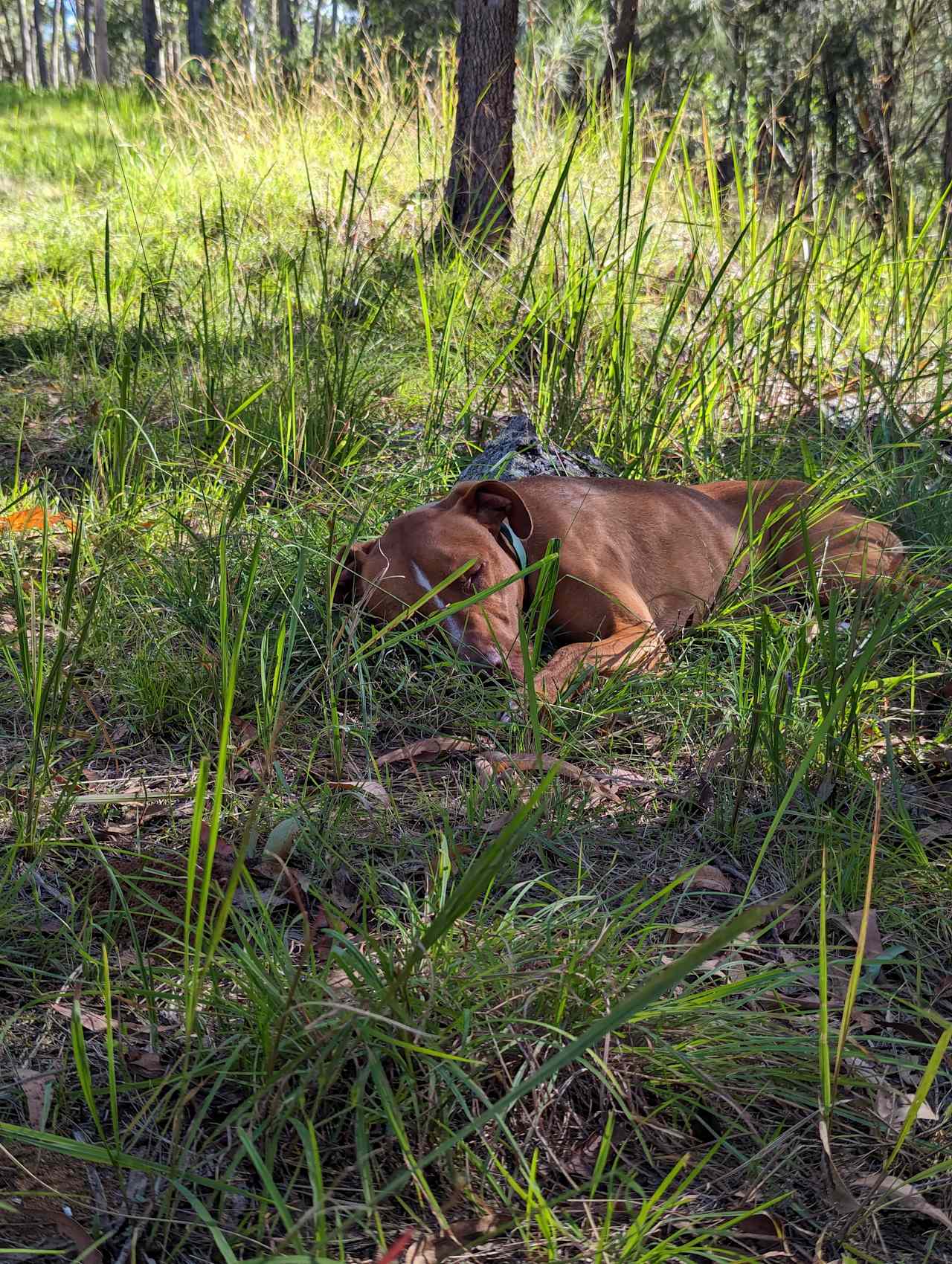 Blicks River Camping