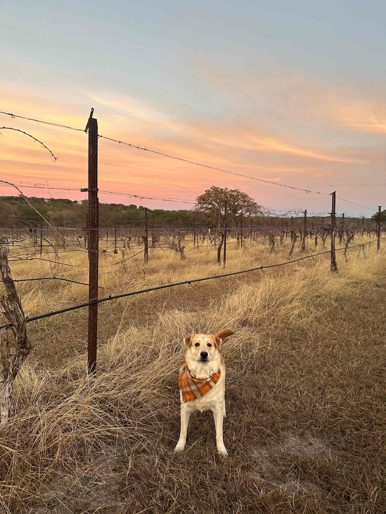 Hamilton Pool Vineyards & Farms