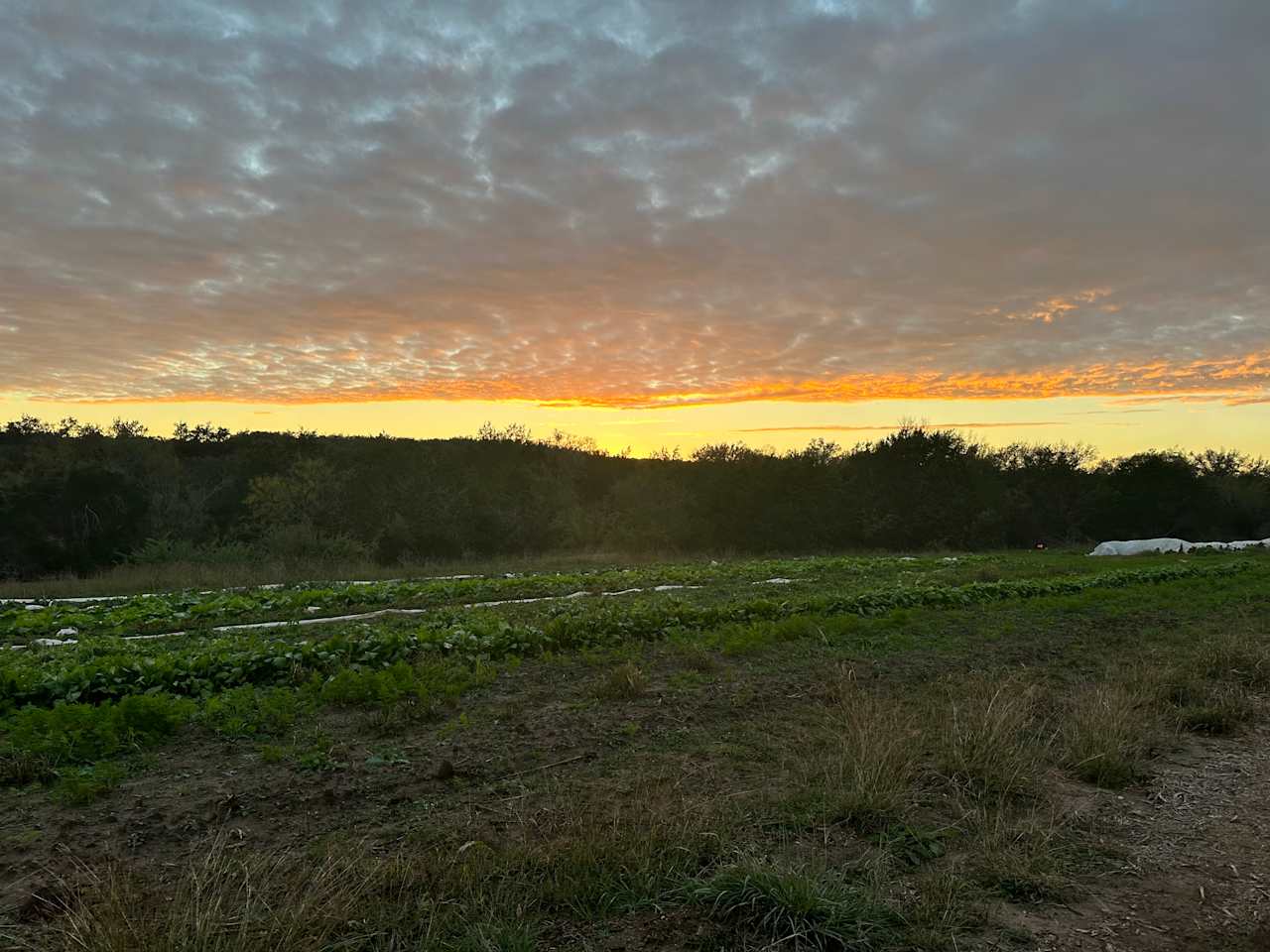 Hamilton Pool Vineyards & Farms