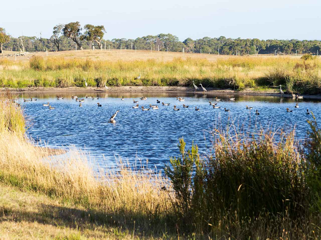 Lots of birdlife in all the little lakes that are dotted around the property