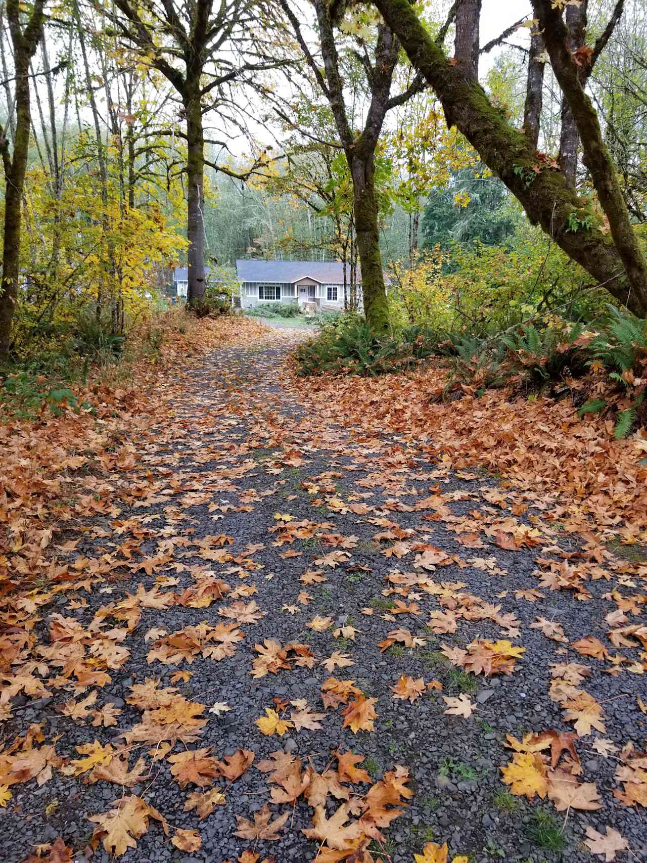 Driveway into the property 