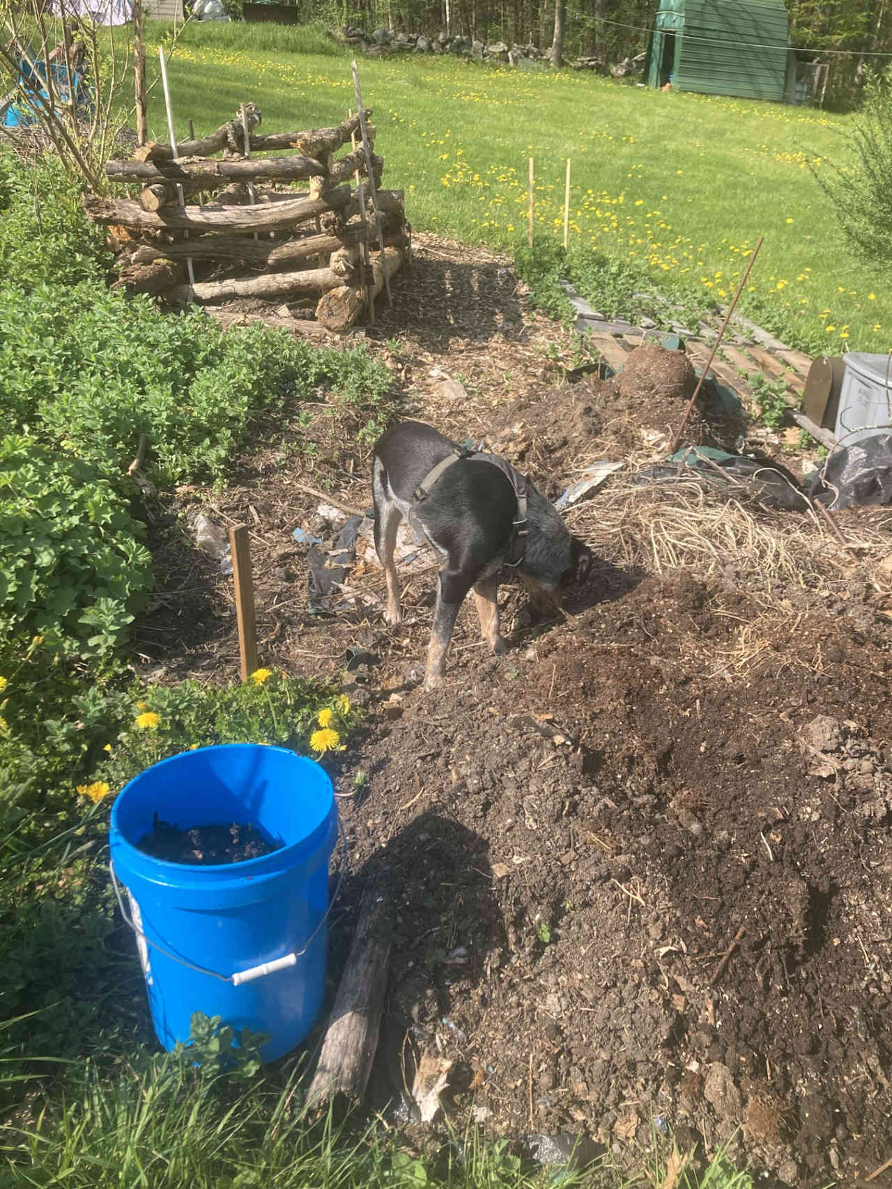 Buddy enjoying the aromas of our composting station.