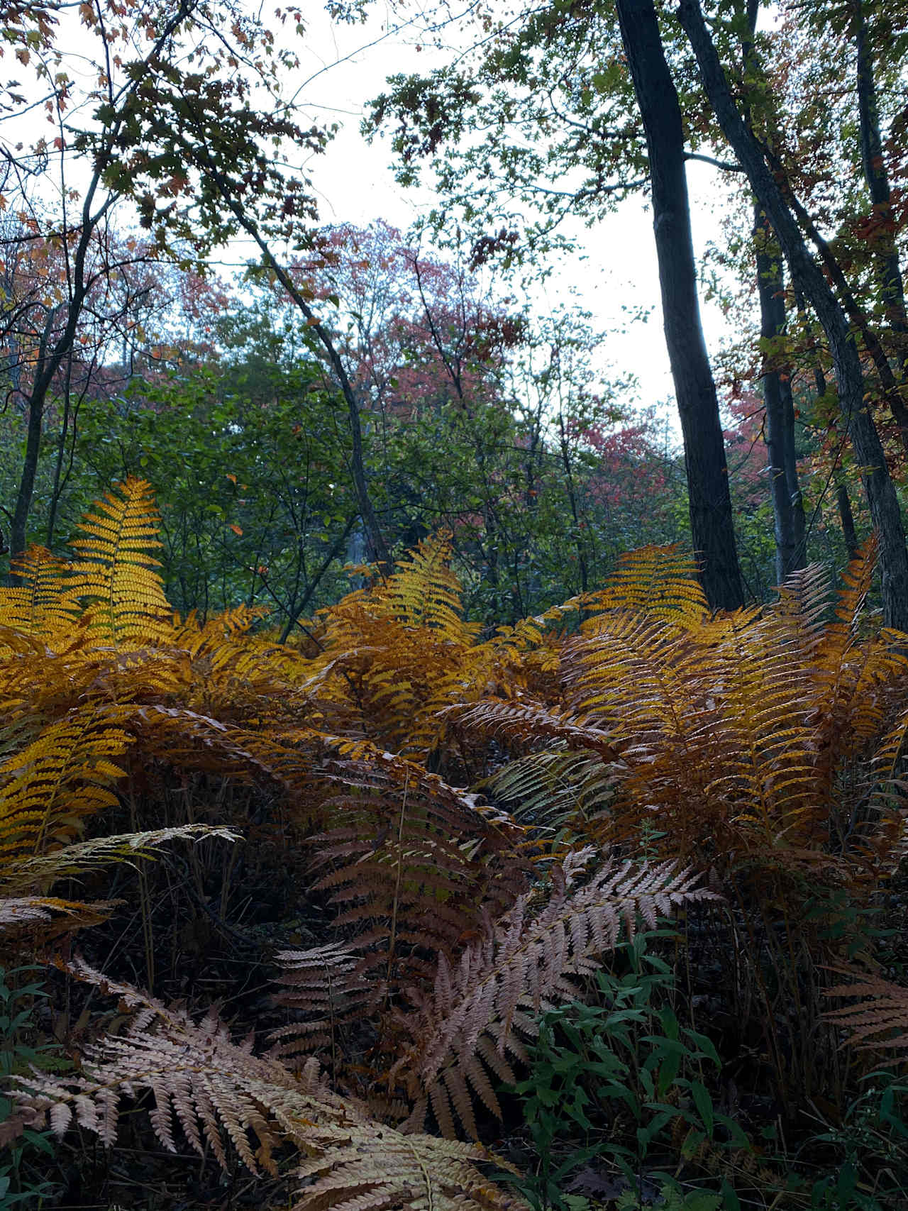 Browning ferns 