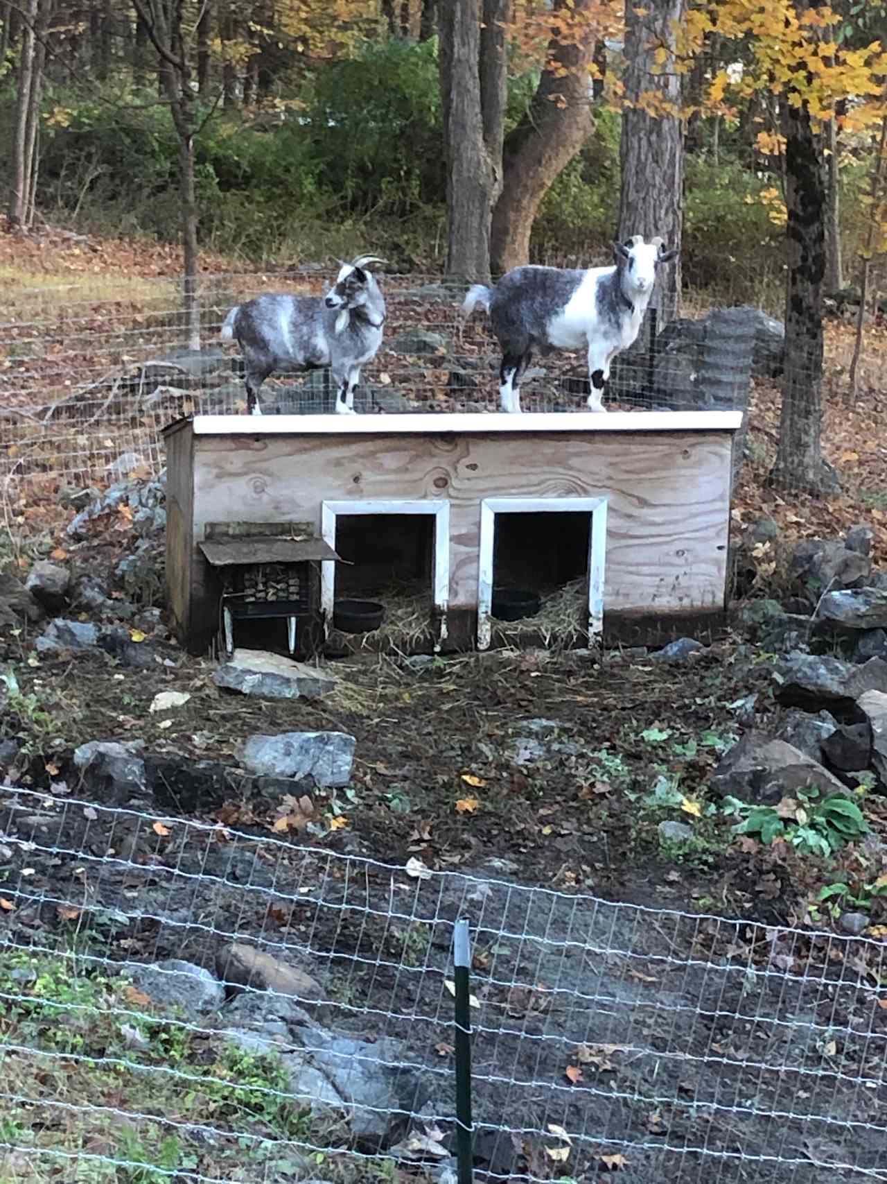 Visit with Buddy and Frieda at their pen.  Let us know and maybe we can arrange for you to feed them !