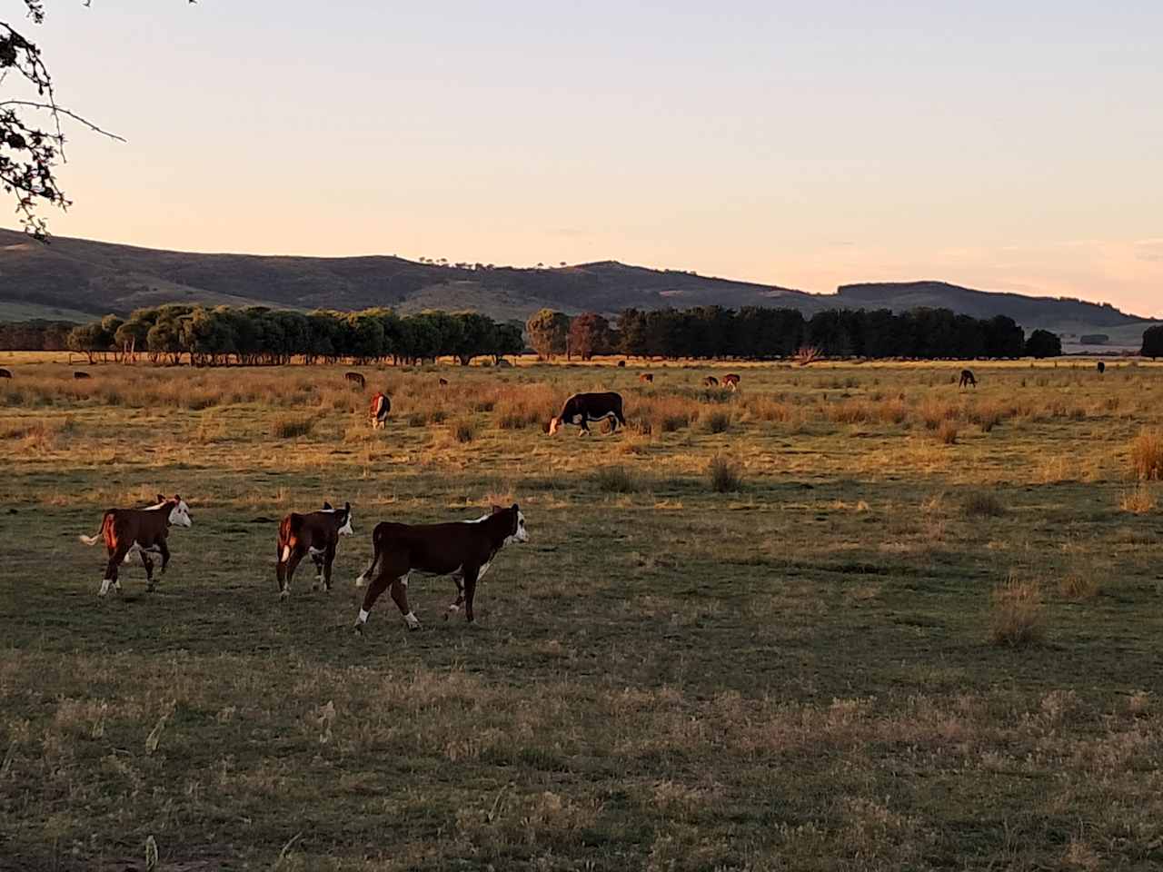 THE MEADOW