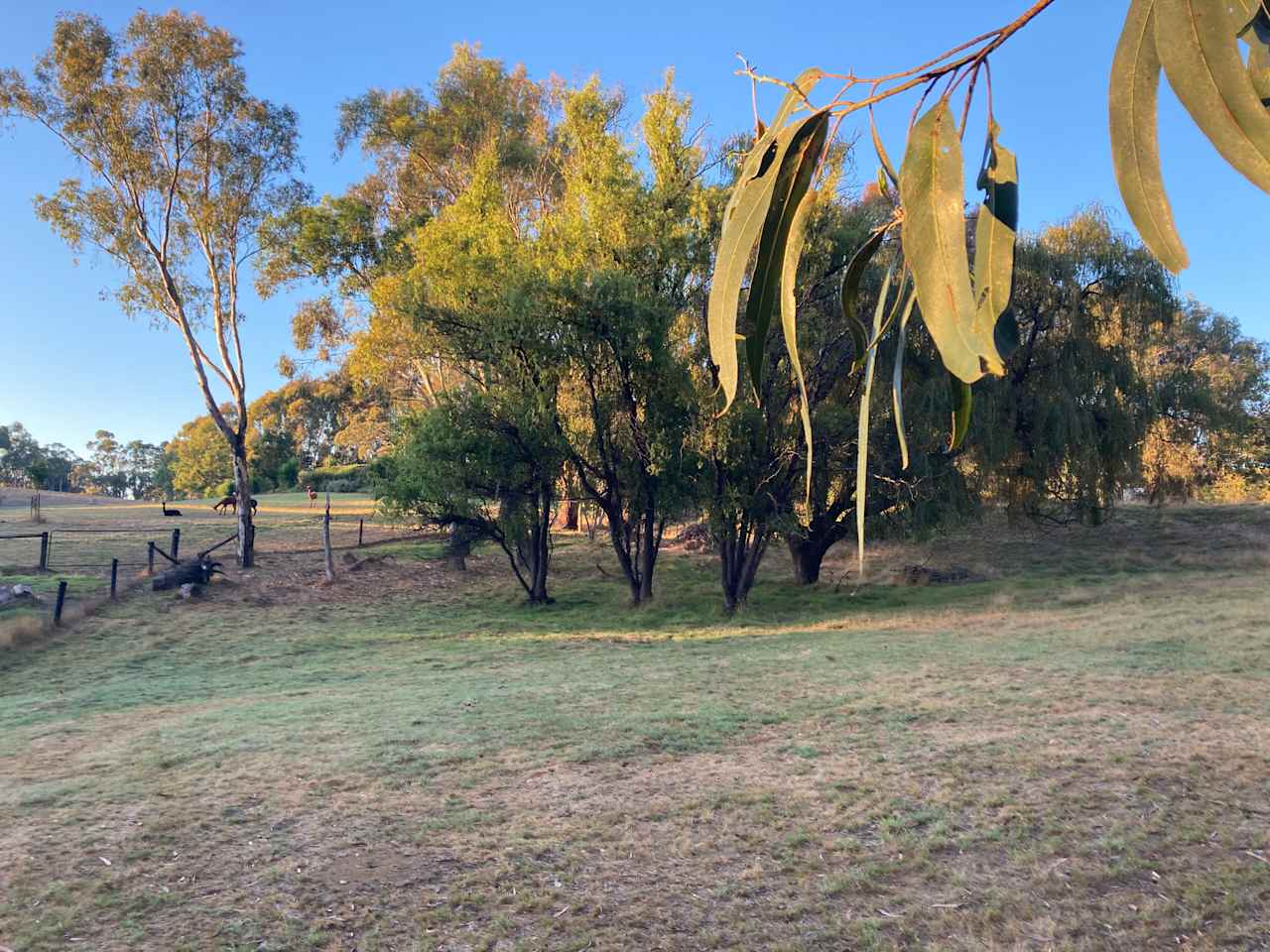 Campsite at The Gums