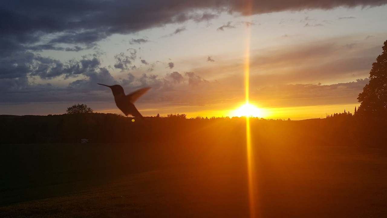 Maple Creek Farm