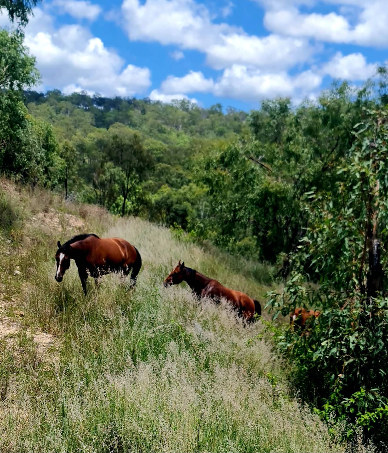 Mountain View - Mount Perry Farm