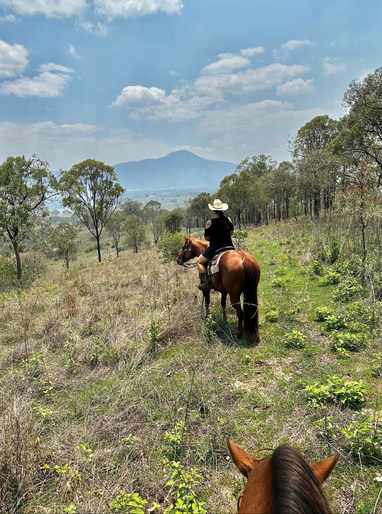 Mountain View - Mount Perry Farm